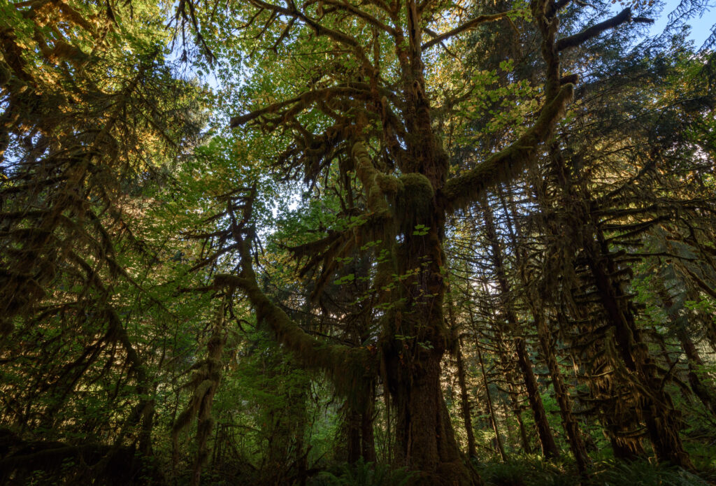 Hoh Rain Forest