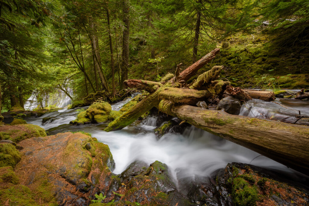 Fallen logs at Panther Creek Falls