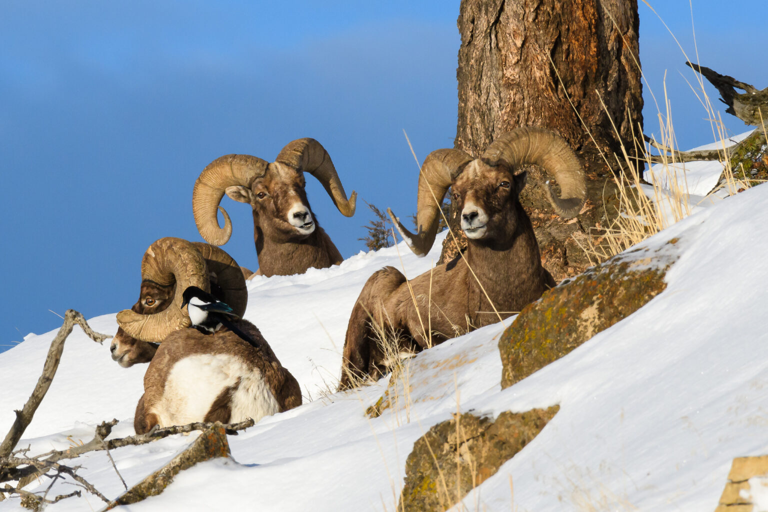 Bighorn sheep rest on a ledge with magpie in Lamar Valley