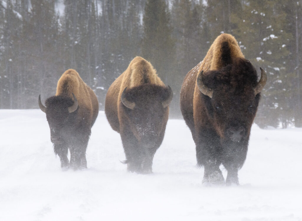 Three bison in blowing snow