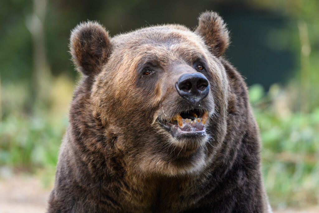 Brown Bear - Woodland Park Zoo