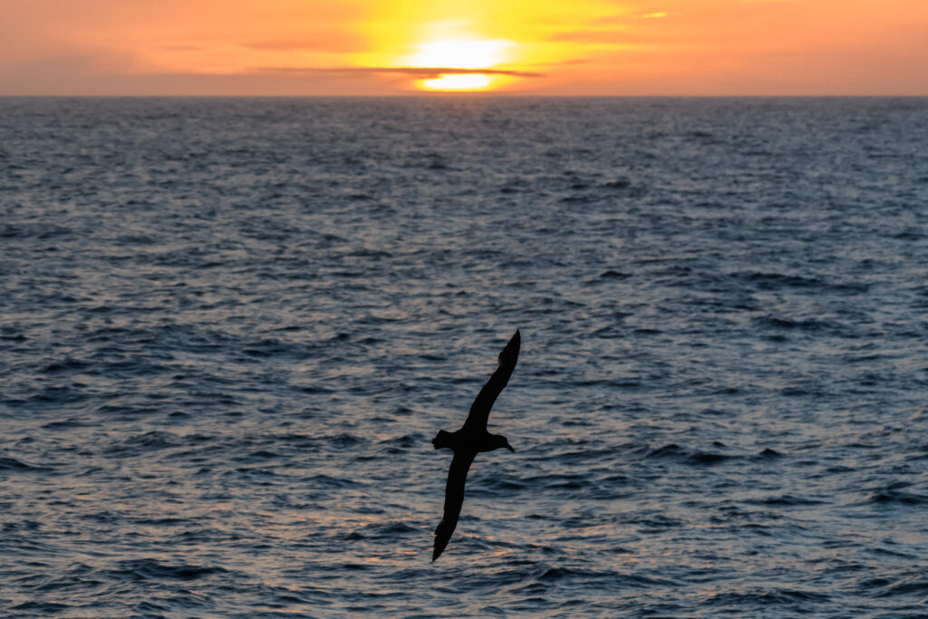 Southern Giant Petrel at sunset in the Drake Passage
