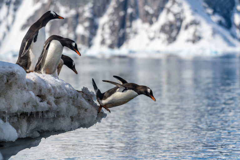 Gentoo penguin leaps from a snow bank - Neko Harbour, Antarctica