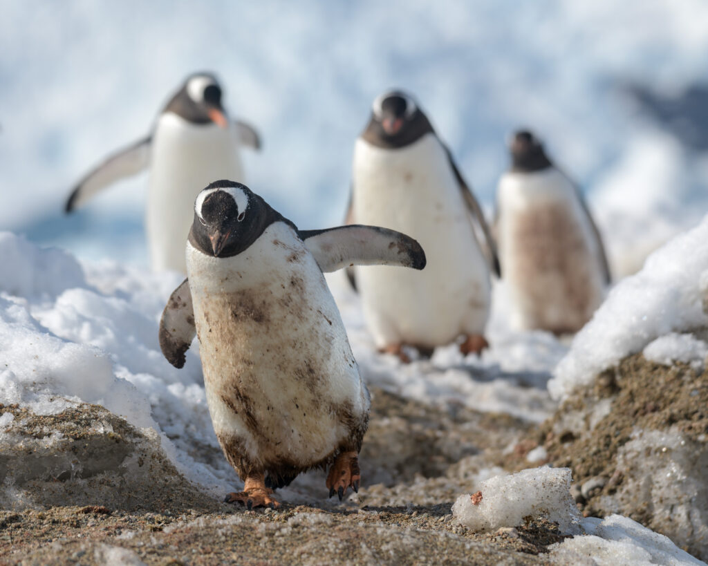 Gentoo Penguins - Neko Harbour, Antarctica