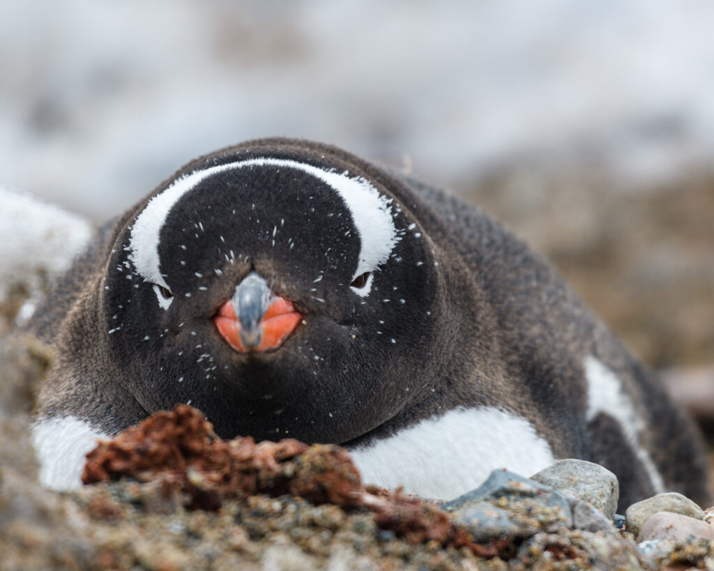 Gentoo penguin nesting - Neko Harbour, Antarctica