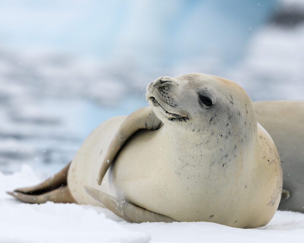 Crabeater Seal - Antarctica