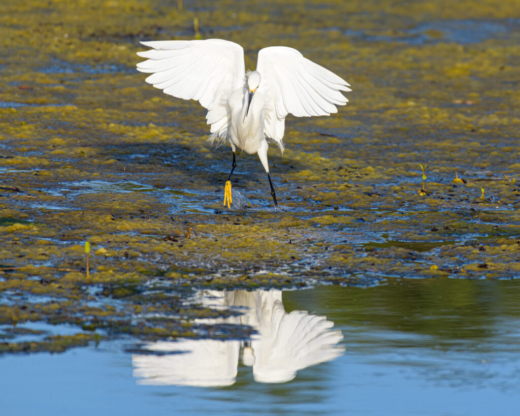 Snowy Egret