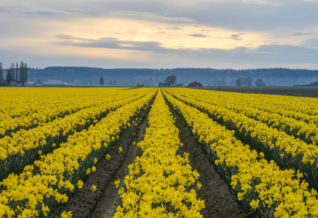 Daffodils at the Skagit Valley Tulp Festival 2019
