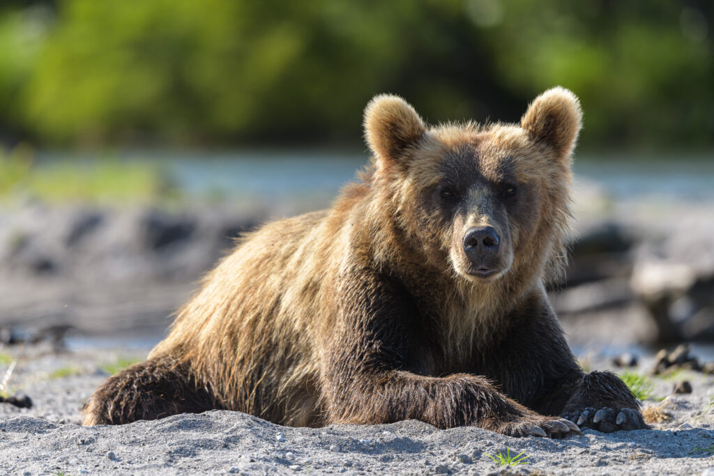 Brown bear resting at Kurile Lake in Kamchatka, Russia.