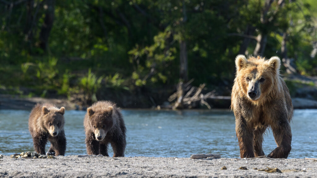 Bear sow with two cubs in Kamchatka