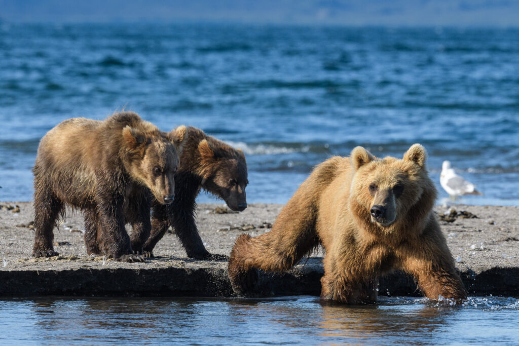 Brown bear sow & cubs at Kurile Lake in Kamchatka, Russia.