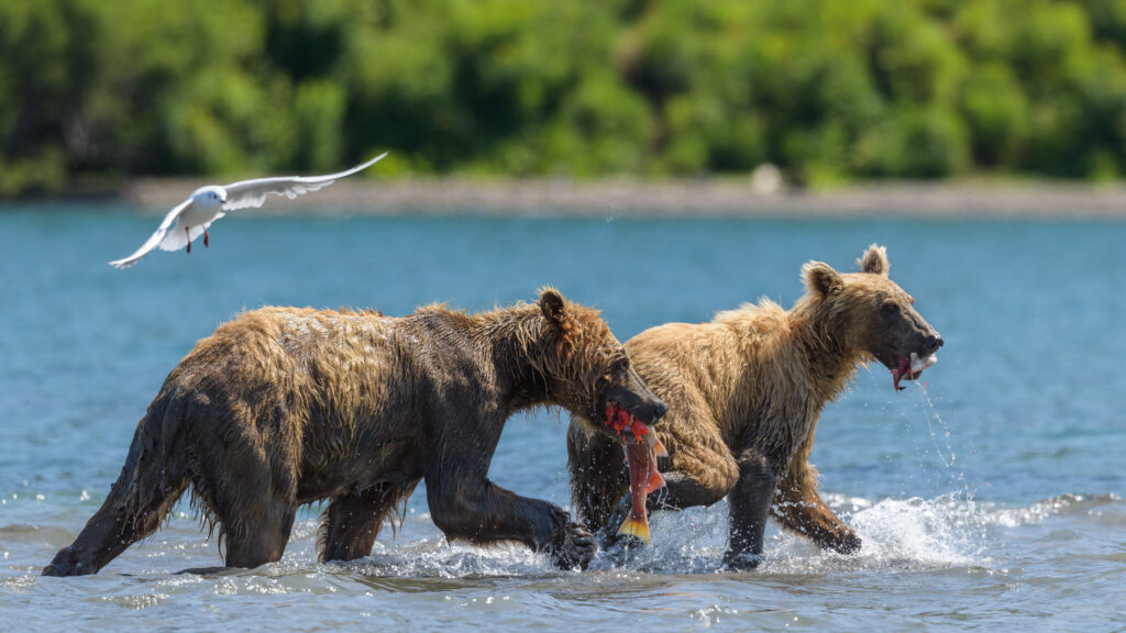 Brown bears feeding on sockeye salmon at Kurile Lake in Kamchatka, Russia.