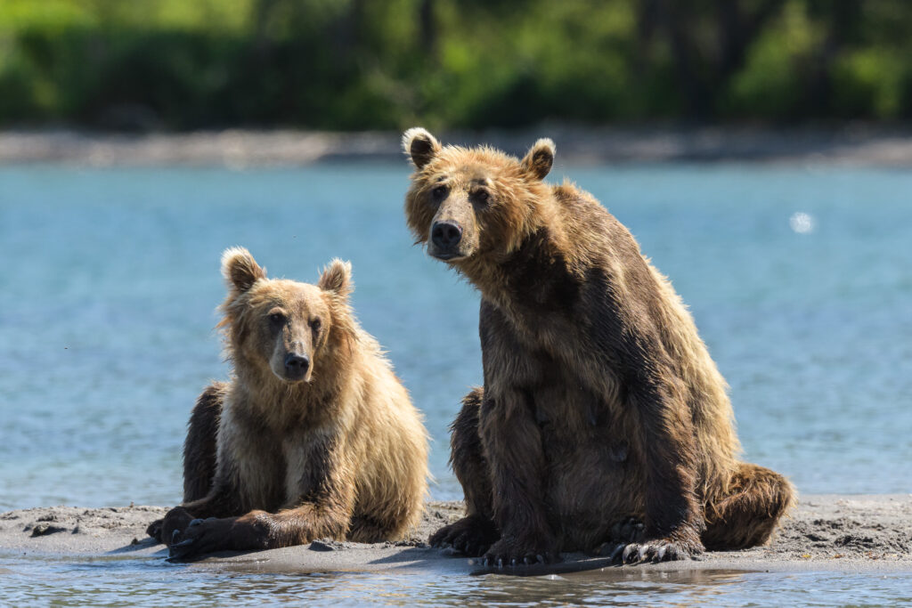 Brown bears at Kurile Lake in Kamchatka, Russia.
