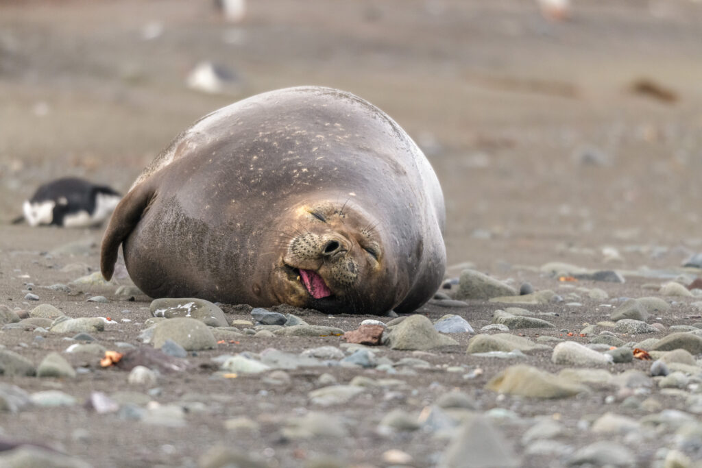 Elephant seal sleeping on Barrientos Island in Antarctica