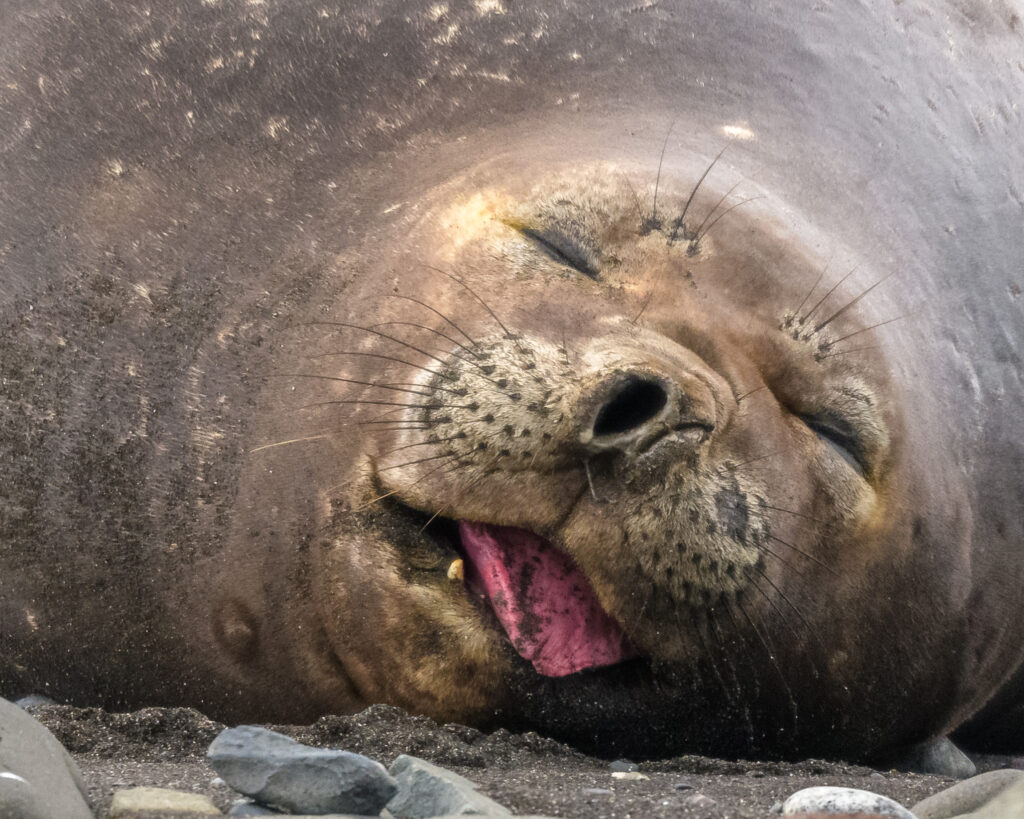 Elephant seal sleeping on Barrientos Island in Antarctica