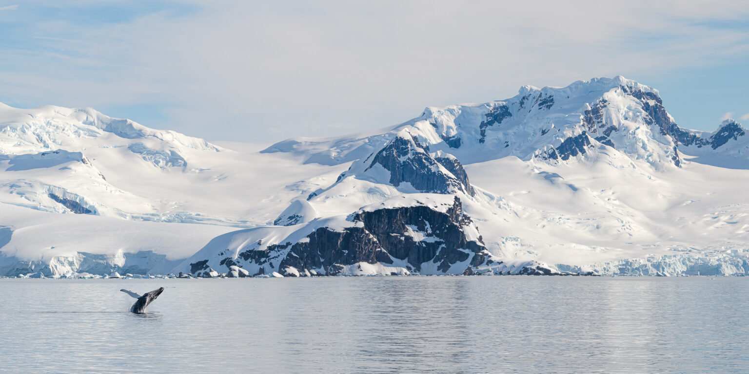 Humpback whale breaches in Antarctica