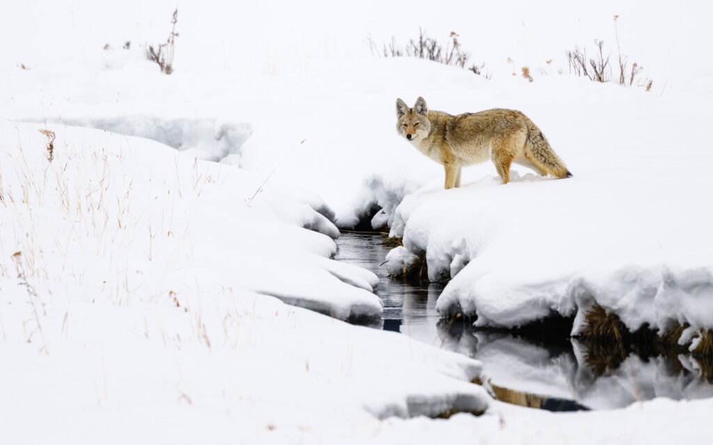 Coyote at a creek in Yellowstone National Park