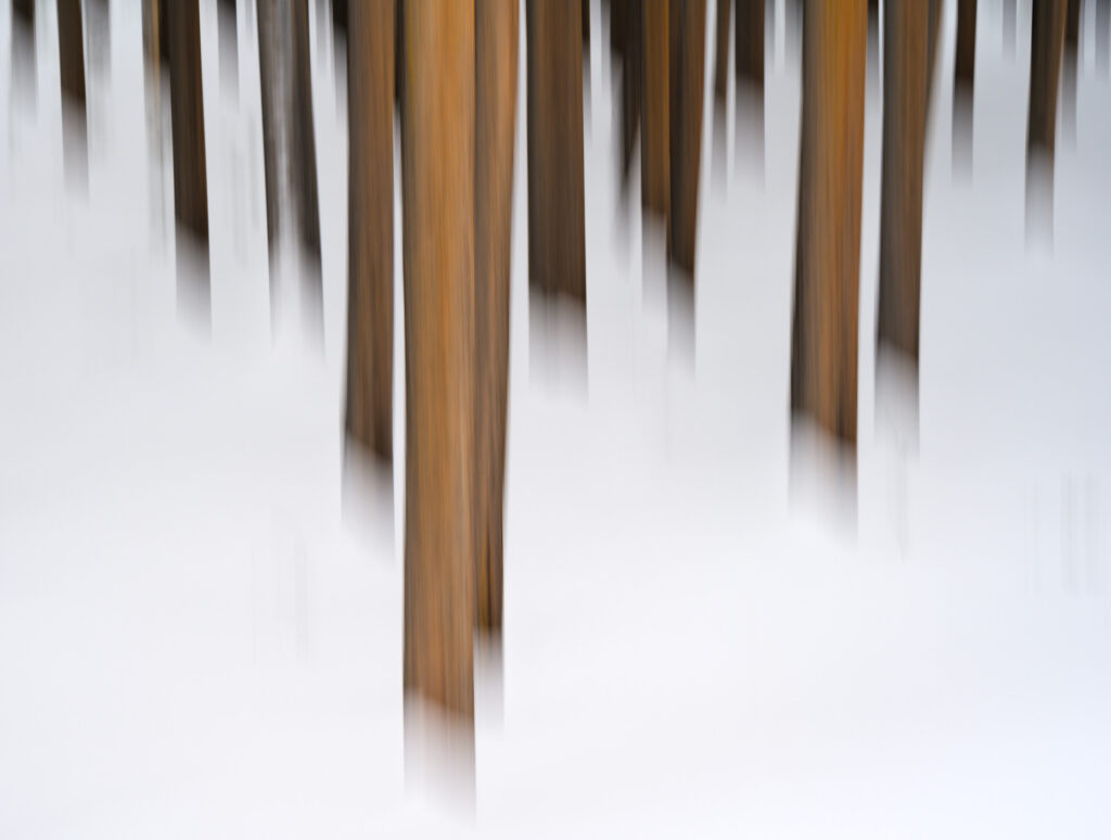 Motion blur of pine trees in Yellowstone National Park