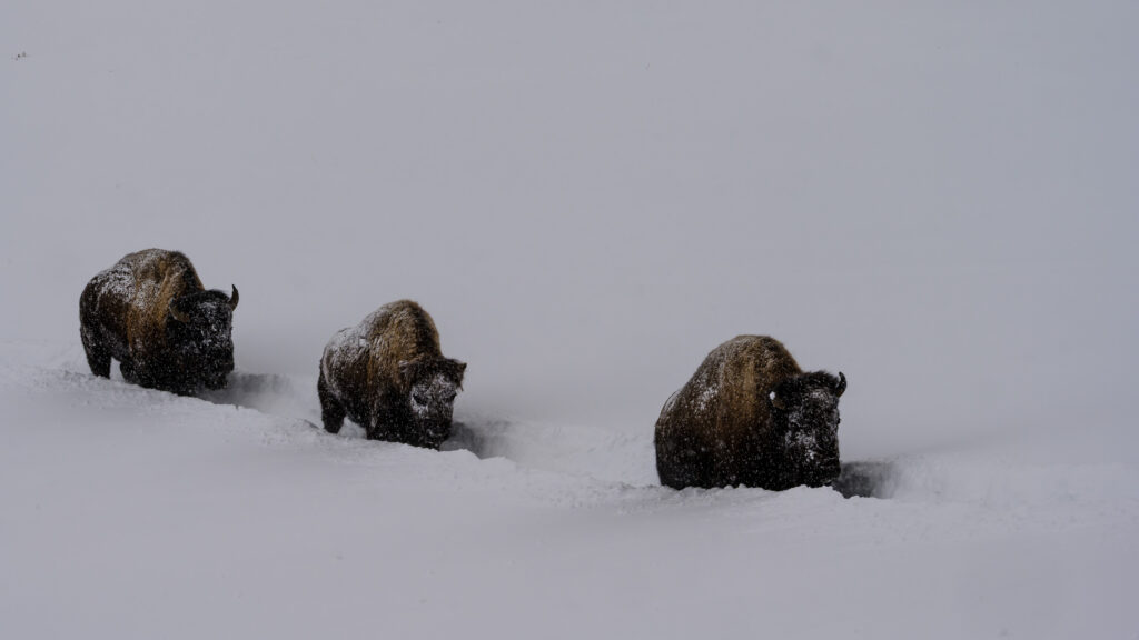 Bison trudge through a snowstorm in Yellowstone National Park