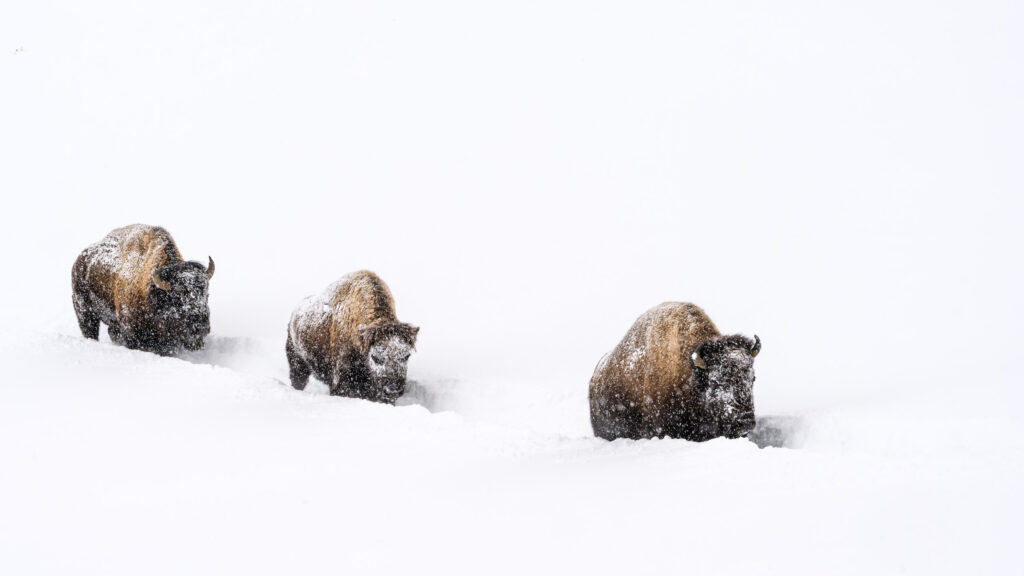 Bison trudge through a snowstorm in Yellowstone National Park