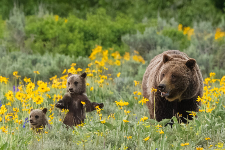 Grizzly 399 and 3 of her cubs in Grand Teton National Park
