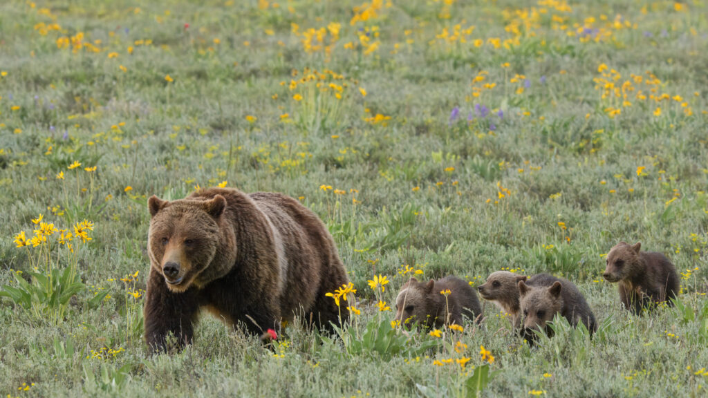 Grizzly 399 and her 4 cubs in Grand Teton National Park
