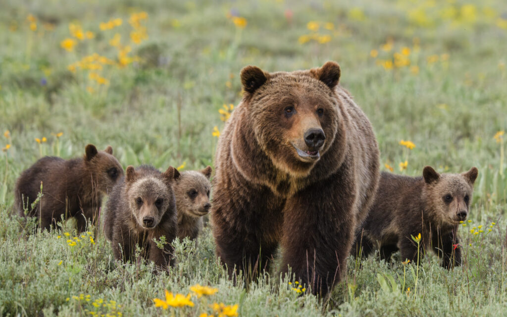 Grizzly 399 and her 4 cubs in Grand Teton National Park