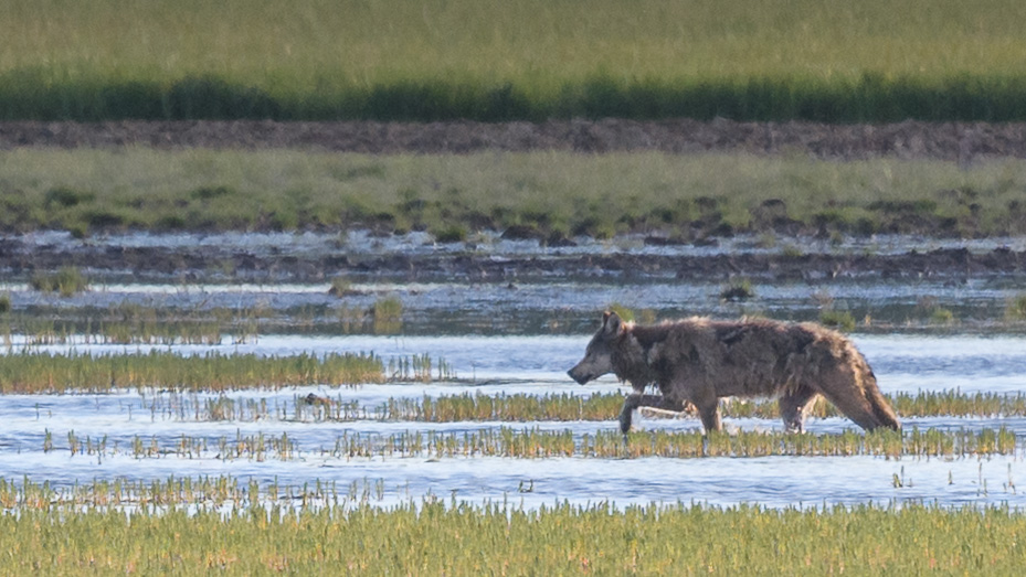 Wolf in Yellowstone National Park
