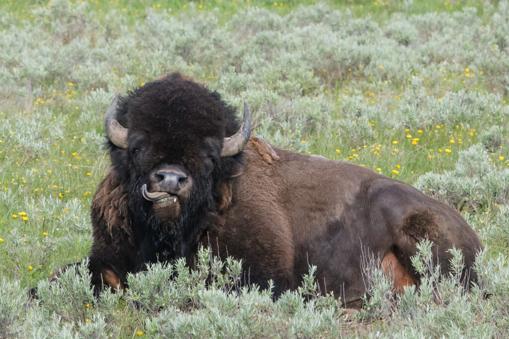 Bison sticks out its tongue - Yellowstone National Park