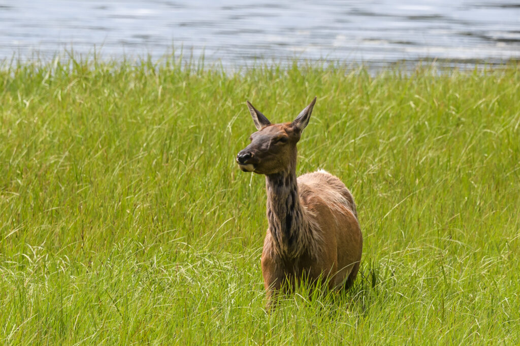 Elk - Yellowstone National Park