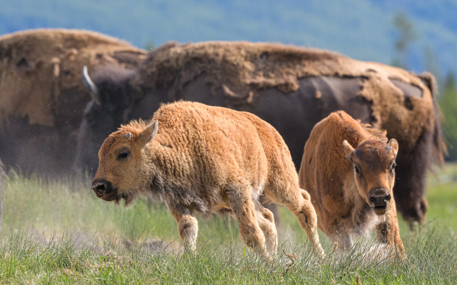 Two bison calves chasing in Yellowstone National Park