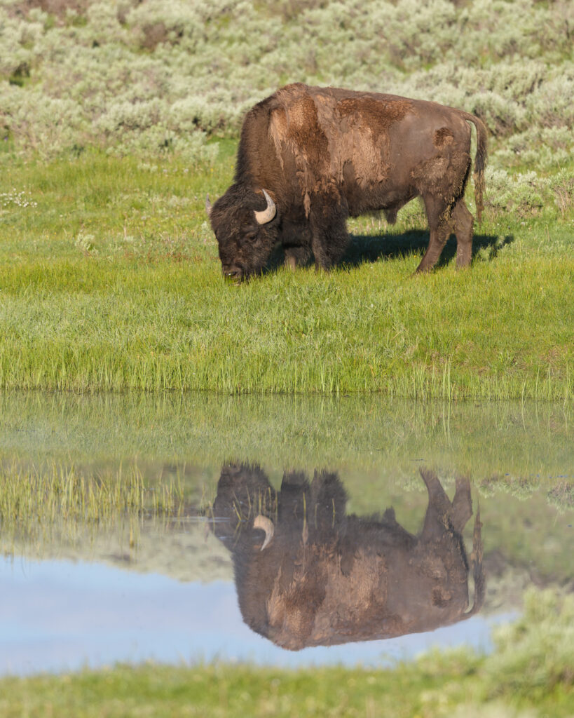 Bison reflected in Trout Creek - Yellowstone National Park