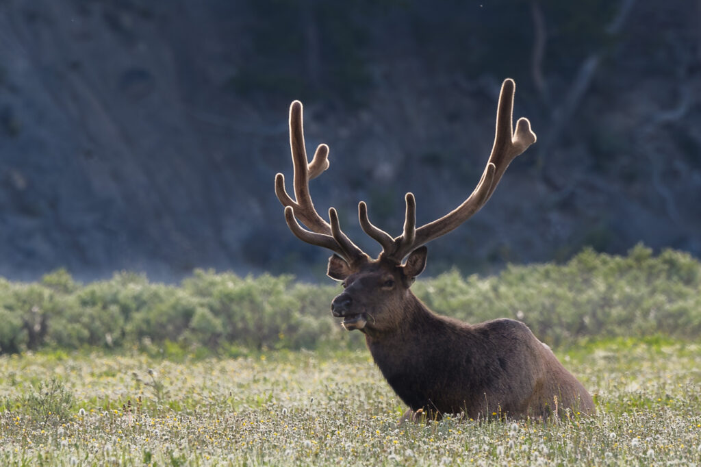 Bull Elk - Yellowstone National Park