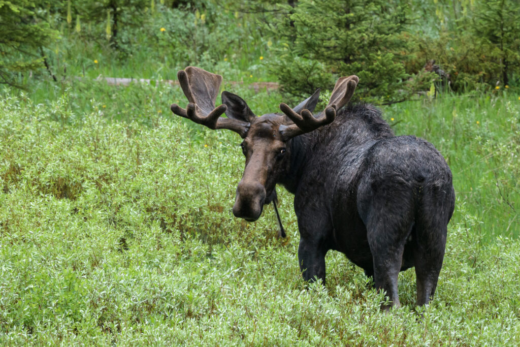 Bull moose in Yellowstone National Park