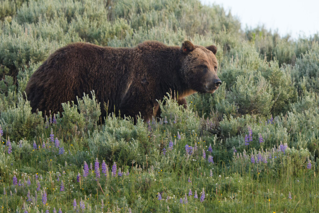 Grizzly bear - Yellowstone National Park