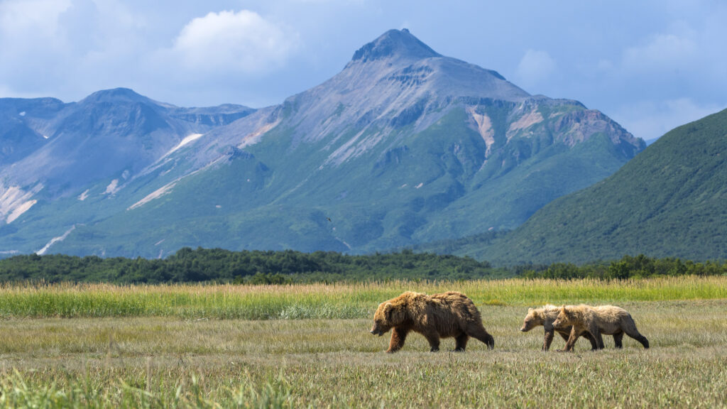 Brown bear sow leads her cubs in front of the mountains of Katmai National Park