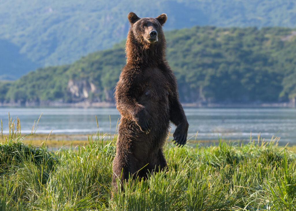 Brown bear stands at attention