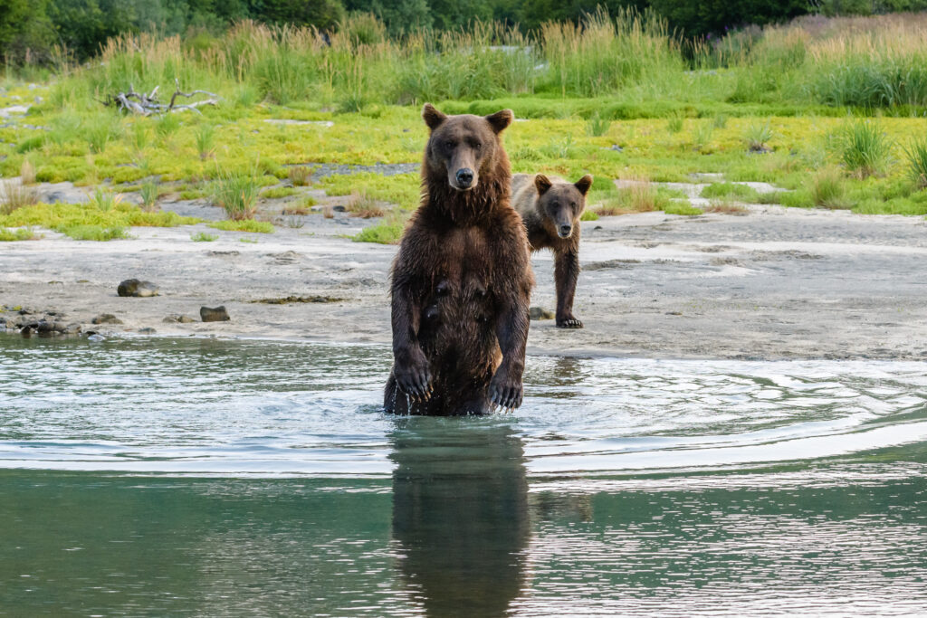 Brown bear sow stands at attention while her cub looks on