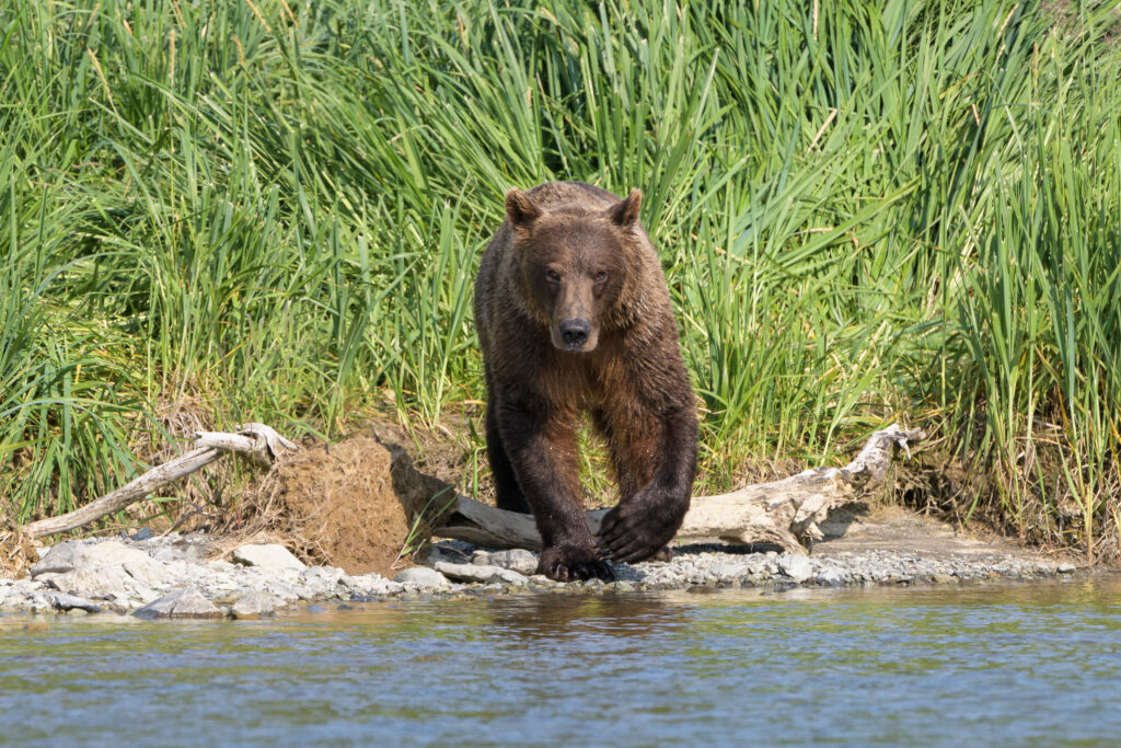 Brown bear enters the river at Katmai National Park