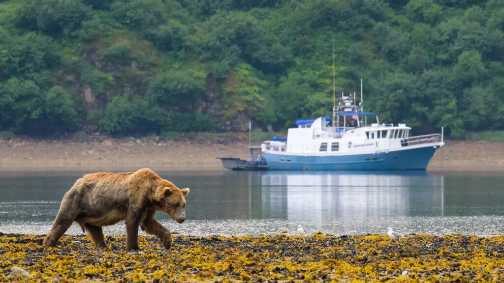 Alaska brown bear wanders the shores in Alaska