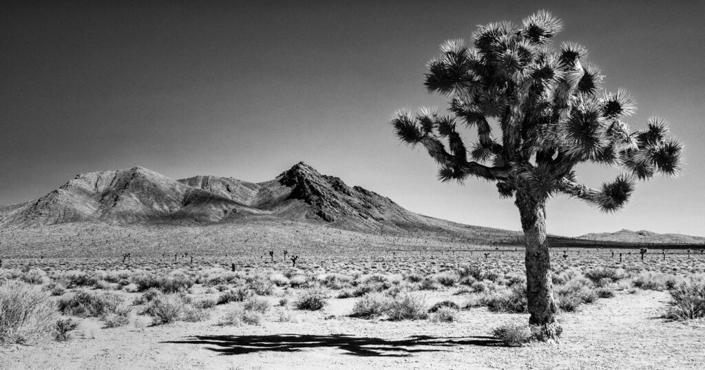 Joshua Tree