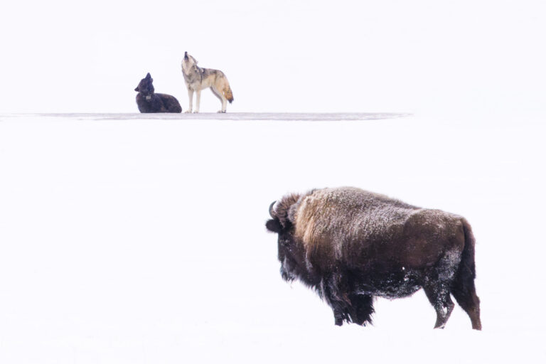 Wary bison watches wolves howling in Yellowstone National Park