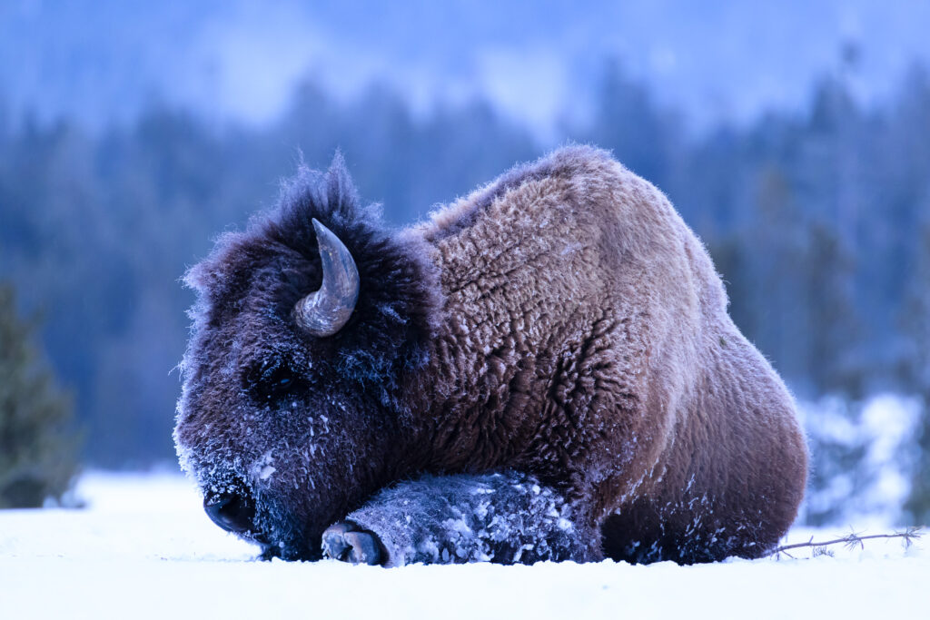 Frosty bison resting in Yellowstone National Park