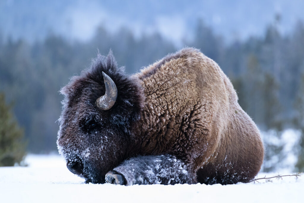 Frosty bison resting in Yellowstone National Park