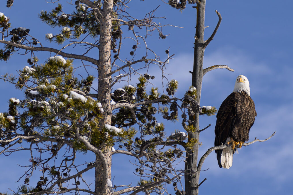Bald Eagle in Yellowstone National Park