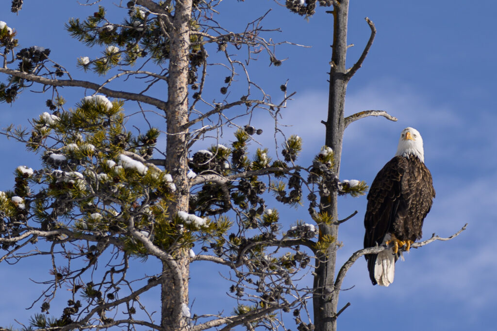 Bald Eagle in Yellowstone National Park