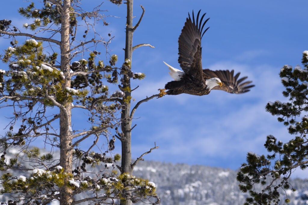 Bald Eagle in Yellowstone National Park