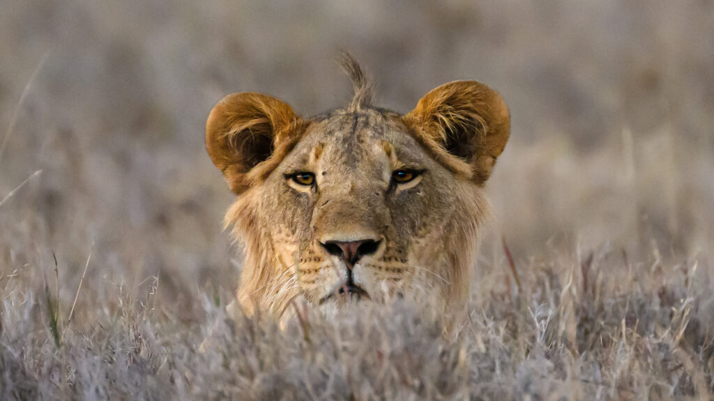 Young male lion pokes his head up from the grass