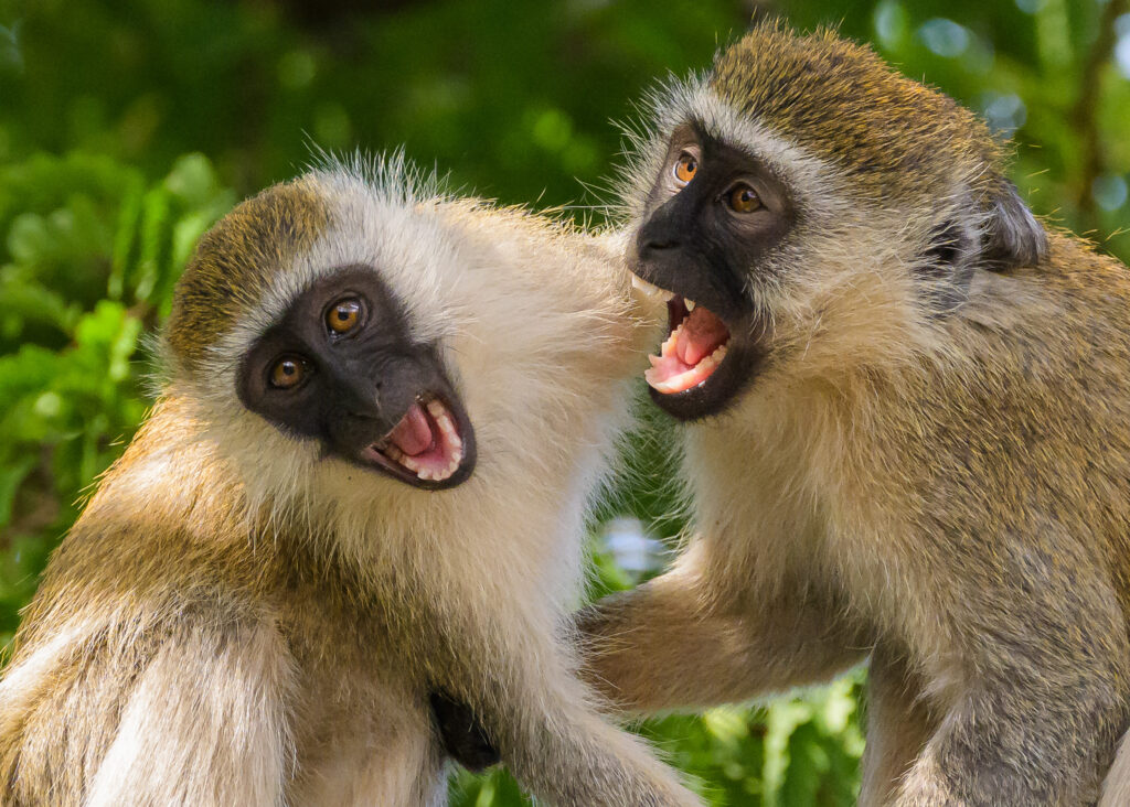 Vervet monkeys wrestling