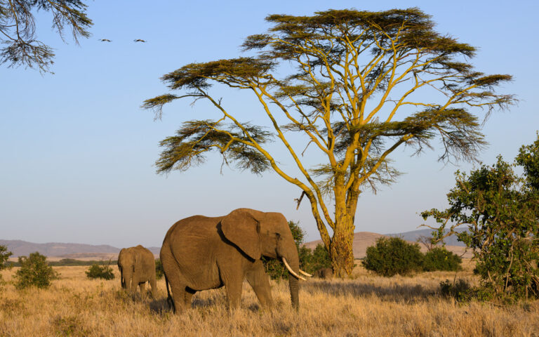 Elephants on the savanna